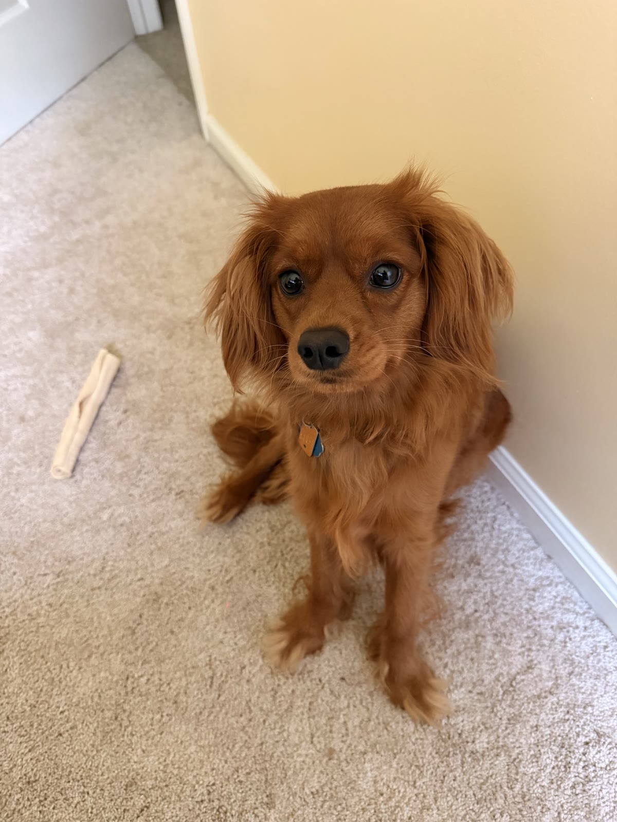 Teddy, a ruby-coated spaniel, sitting politely and looking up with big brown eyes