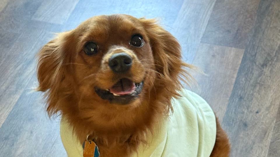 Teddy, a fluffy reddish-brown dog wearing a mint green sweater, sits on a wood floor and smiles up at the camera.