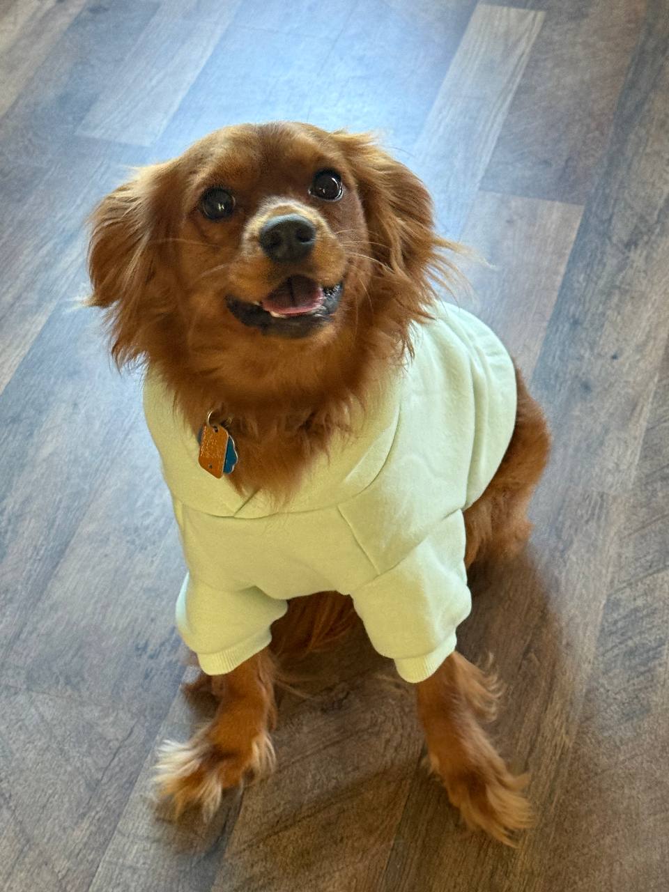 Teddy, a fluffy reddish-brown dog in a mint green sweater, sits on a wood floor and smiles up at the camera.