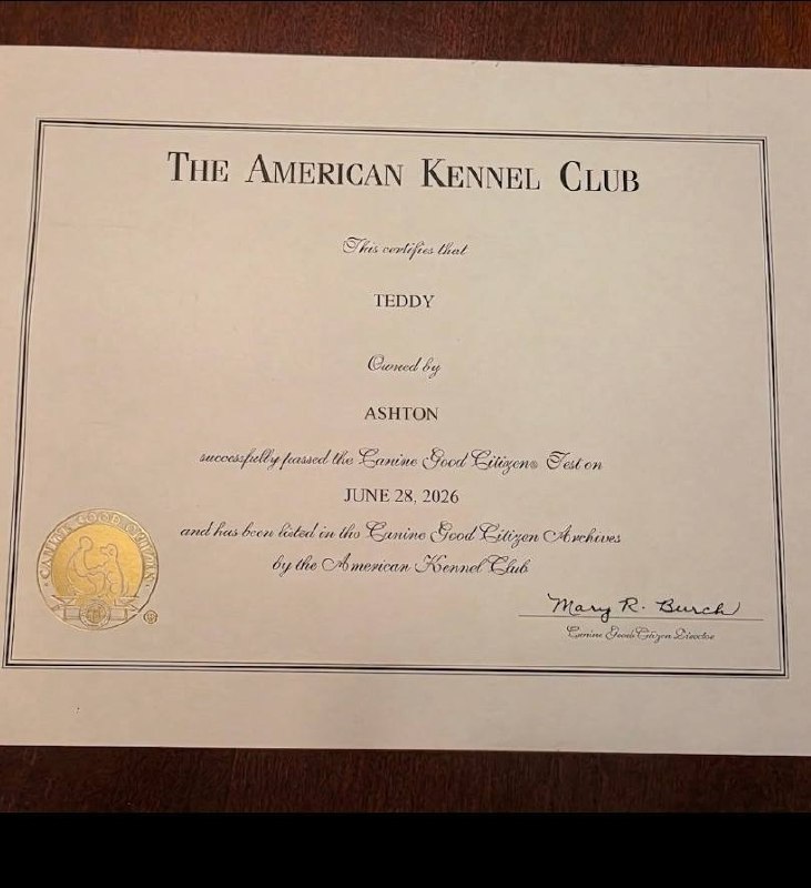 Teddy's American Kennel Club certificate showing he passed the Canine Good Citizen test on June 28, 2026.